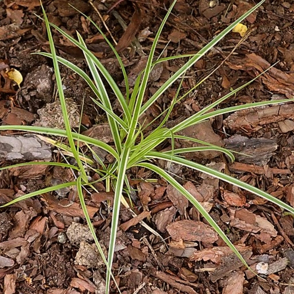 Carex oshimensis 'Goldwell' Ornamental Grass Roots Plants