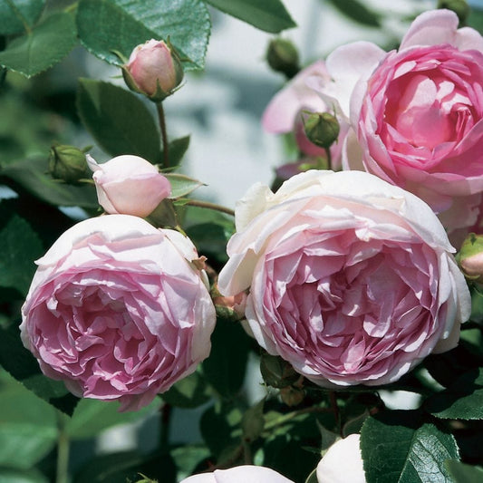 Jasmina' Climbing Rose Shrubs