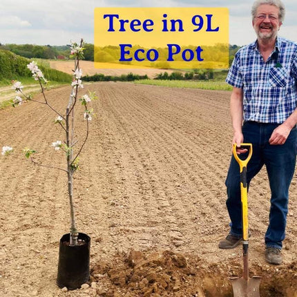 New Large Early' Apricot Tree Fruit Trees