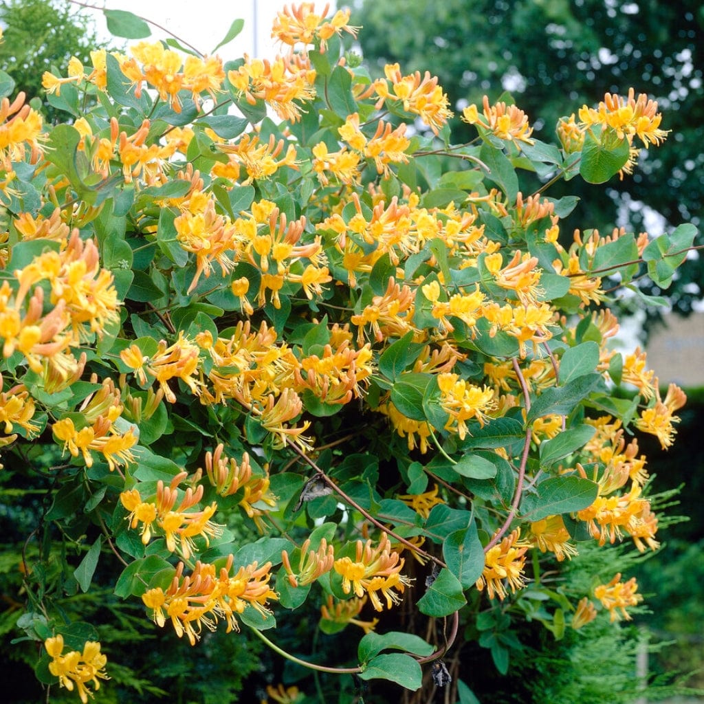 Tellmann's Honeysuckle Lonicera tellmanniana Roots Plants