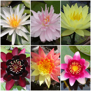 3 Best Water Lily Plants For Any Size Pond | Growers Choice Pond Plants