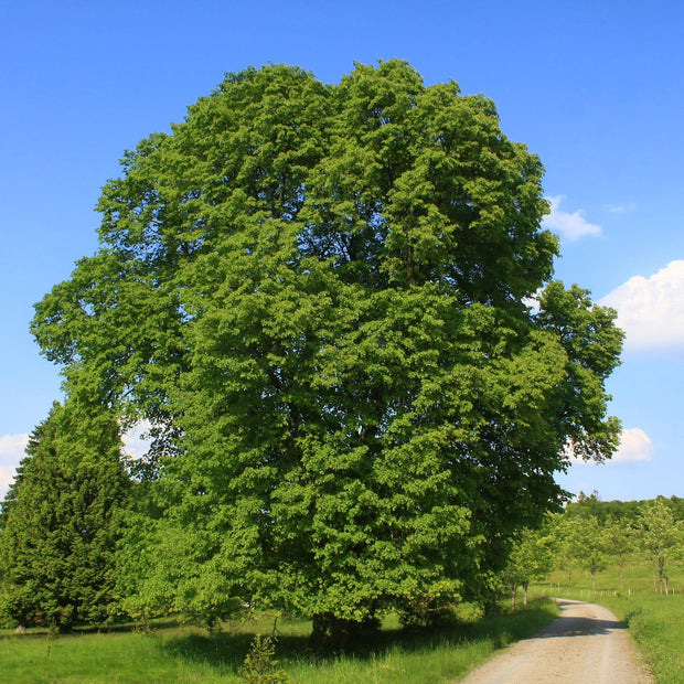 Large-leaved Lime Tree | Tilia platyphyllos Ornamental Trees