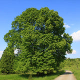 Large-leaved Lime Tree | Tilia platyphyllos Ornamental Trees