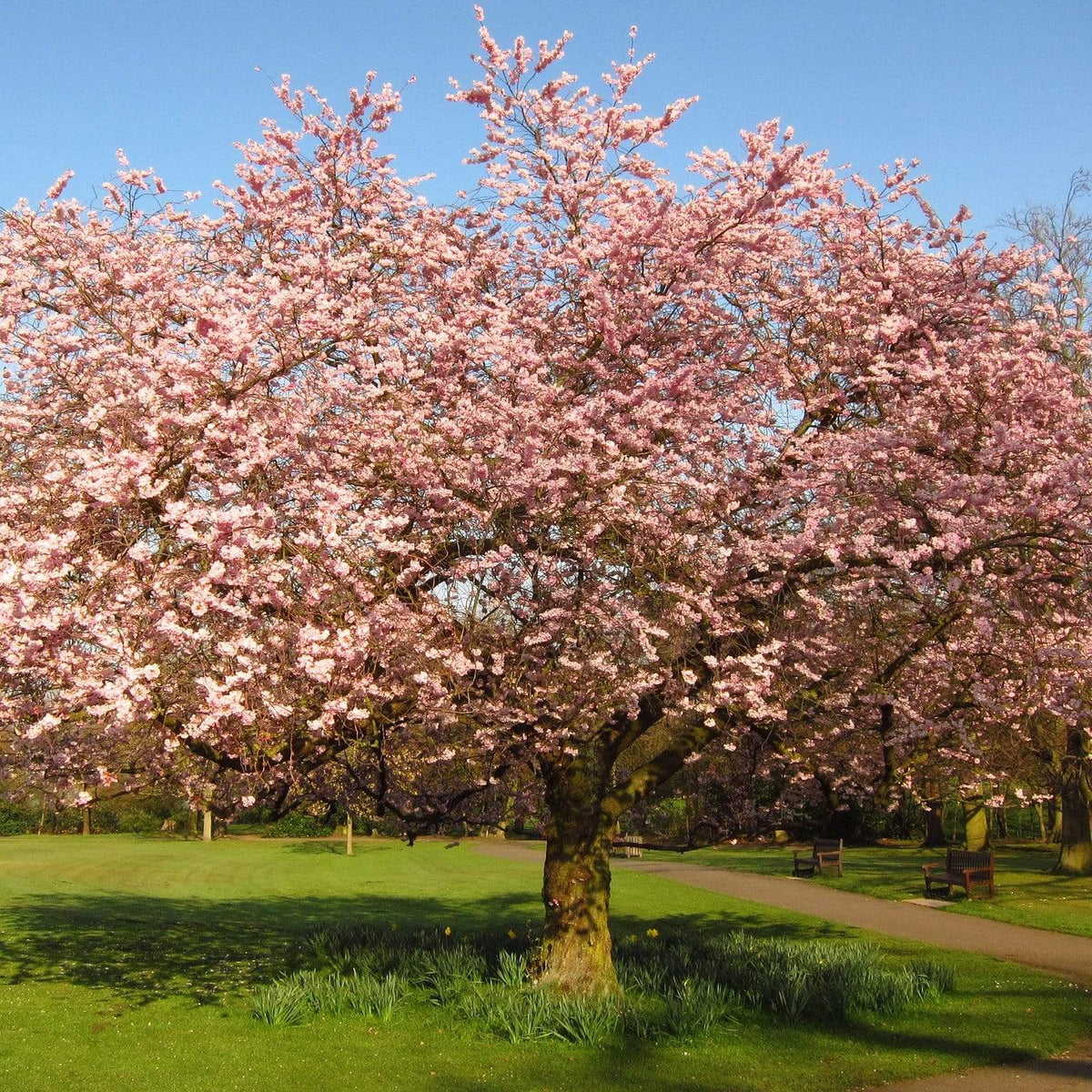 Accolade Pink Cherry Blossom Tree