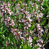 Dwarf Russian Almond Blossom Tree | Prunus tenella 'Firehill' Ornamental Trees