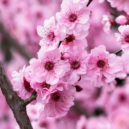 Plum Blossom Tree | Prunus blireana Ornamental Trees