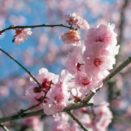 Plum Blossom Tree | Prunus blireana Ornamental Trees