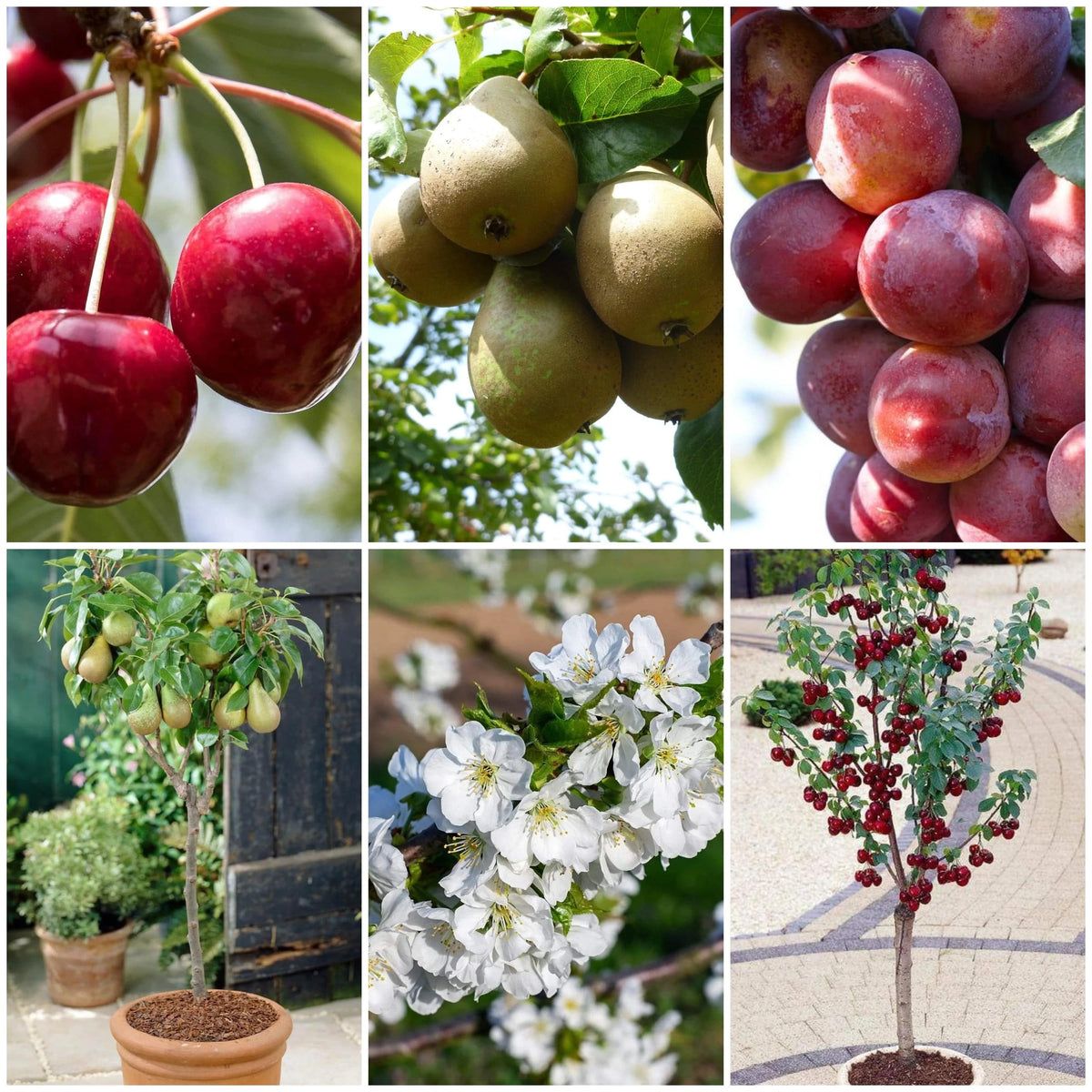 Award Winning Patio Fruit Tree Collection Cherry, Pear & Plum Roots Plants