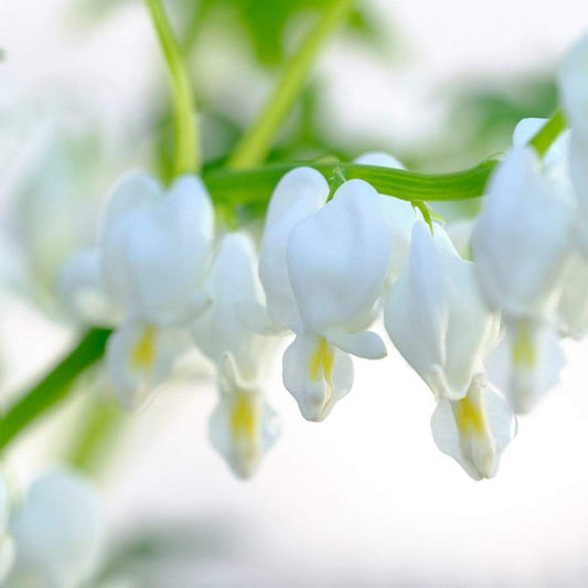 Bleeding Heart Plant 'Spectabilis Alba' | Dicentra | 3L Pot Perennial Bedding