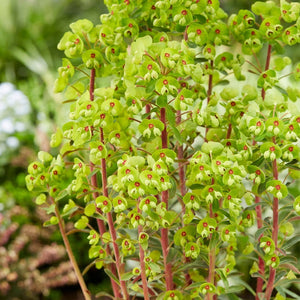 40cm Euphorbia 'Ascot Rainbow' | 2L Pot Perennial Bedding