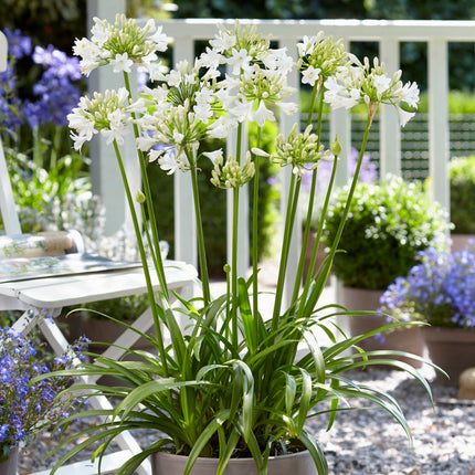 Agapanthus 'Ever White' 3L Pot Perennial Plants