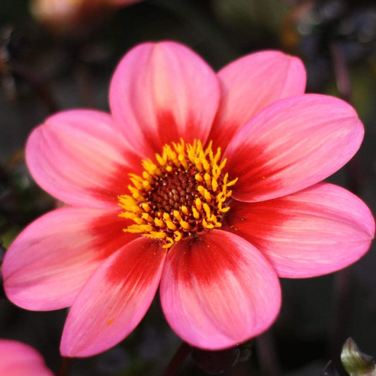 Dahlia 'Dahlegria Tricolore' | 3L Pot Perennial Bedding