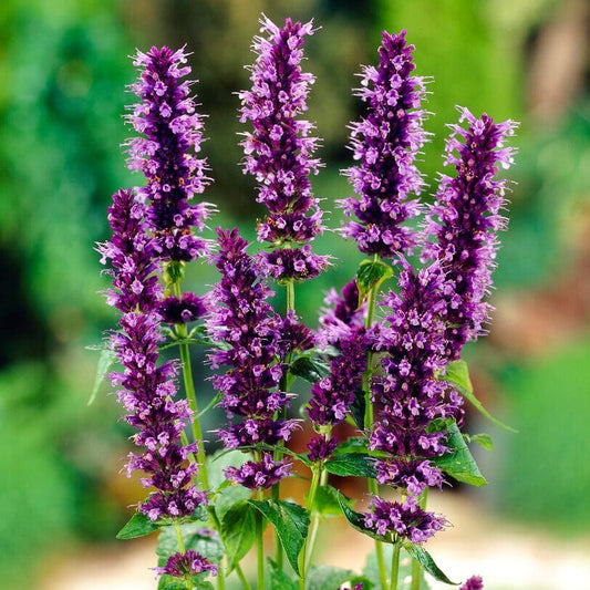 Agastache 'Little Adder' Perennial Bedding