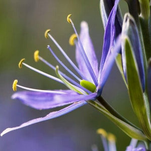 Camassia 'Caerulea' Perennial Bedding
