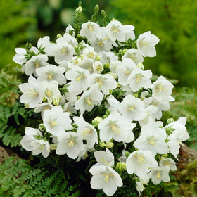 Campanula 'Alba' Perennial Bedding