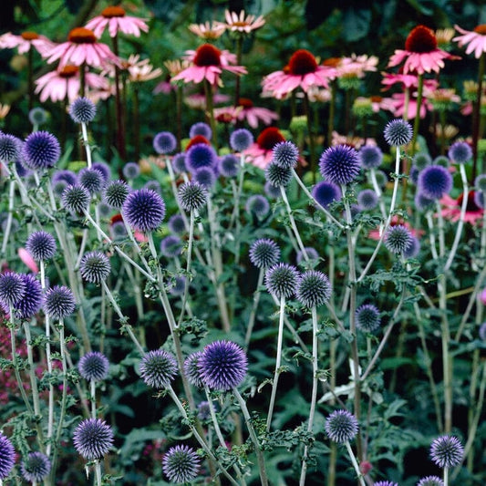 Echinops 'Taplow Blue' Perennial Bedding