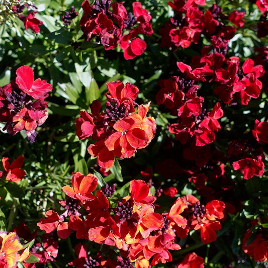 Erysimum 'Wallflower Winter Passion' Perennial Bedding