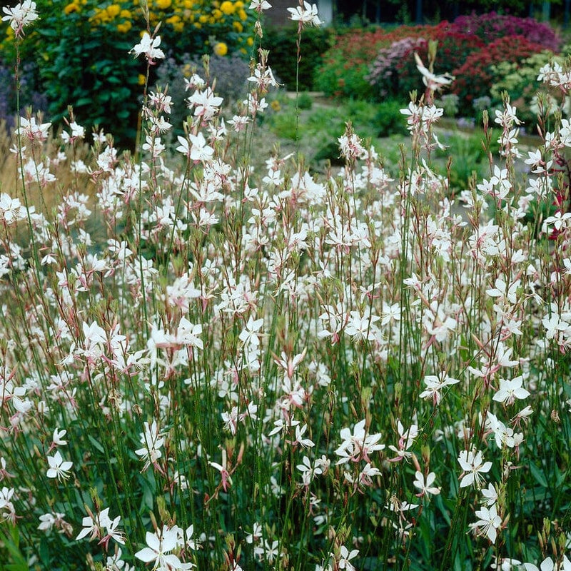 Gaura 'Whirling Butterflies' Perennial Bedding