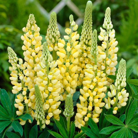 Lupin Legendary Yellow Shades Perennial Bedding