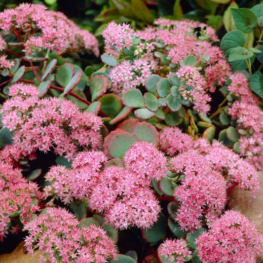 Sedum 'Rose Carpet' Perennial Bedding