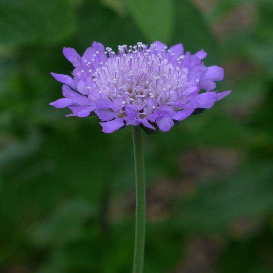 Scabiosa Butterfly Blue Perennial Bedding