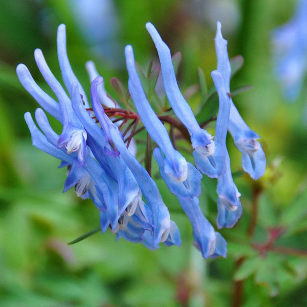 Corydalis Blue Heron Perennial Bedding
