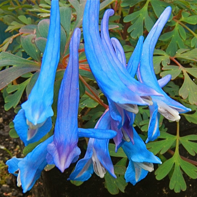 Corydalis Blue Heron Perennial Bedding