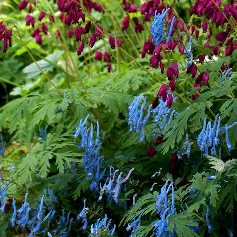 Corydalis Blue Heron Perennial Bedding