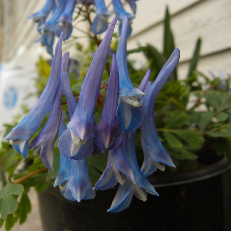 Corydalis Blue Heron Perennial Bedding
