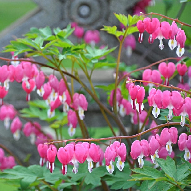 Dicentra Spectabilis Perennial Bedding