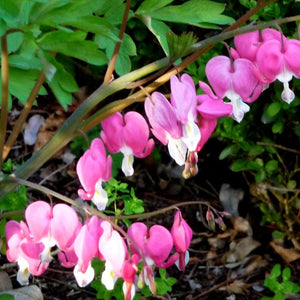 Dicentra Spectabilis Perennial Bedding