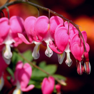 Dicentra Spectabilis Perennial Bedding