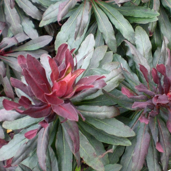 Euphorbia Ruby Glow Perennial Bedding