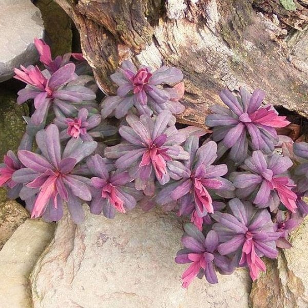 Euphorbia Ruby Glow Perennial Bedding