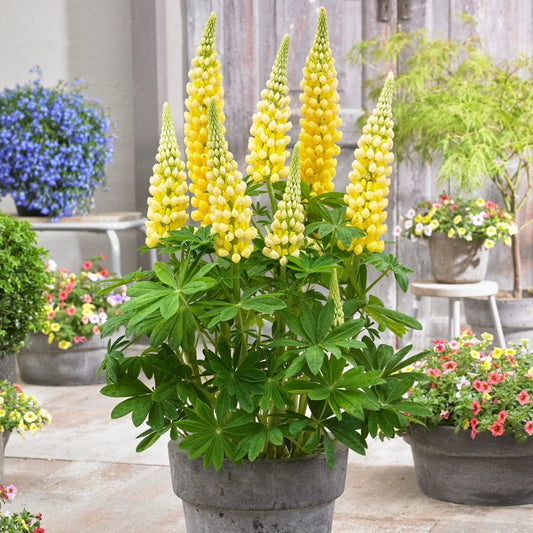 Lupin West Country Desert Sun Perennial Bedding