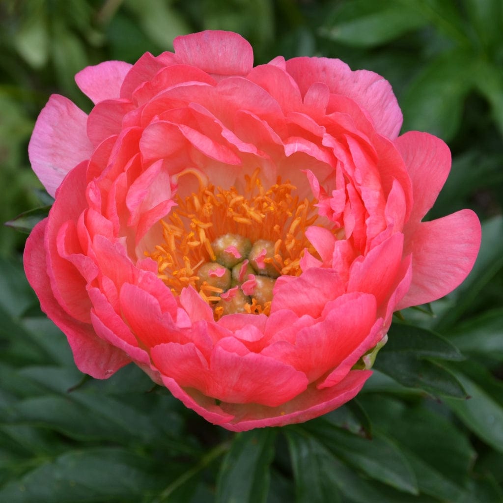 Peony ‘Coral Supreme’ - Roots Plants