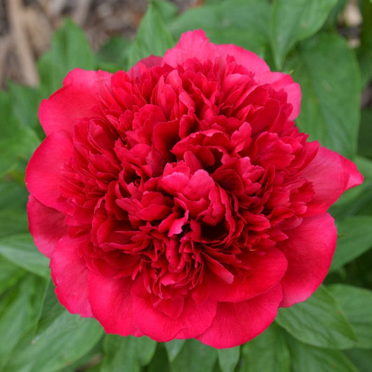 Peony Many Happy Returns Perennial Bedding