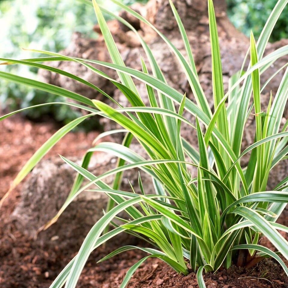 Carex Morrowii 'Ice Dance' Ornamental Grass Roots Plants