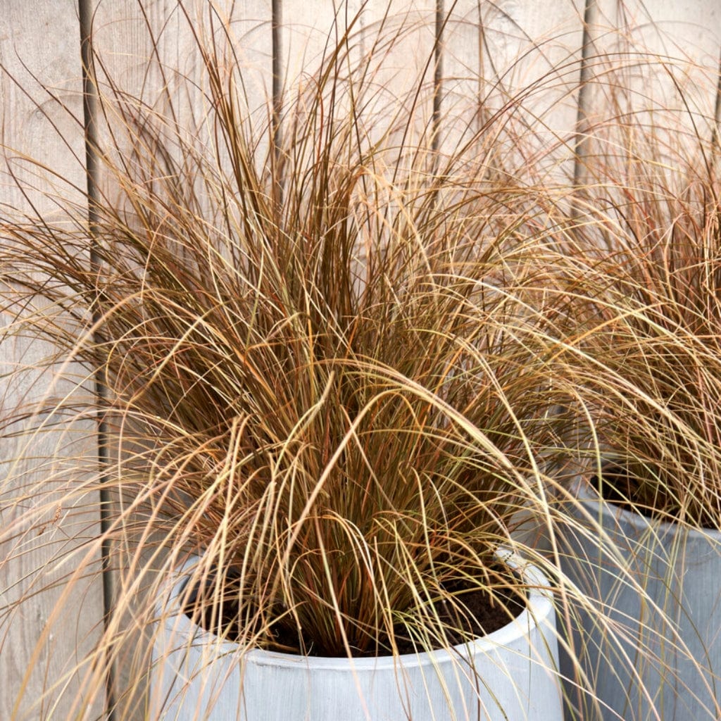 Carex Petriei 'Milk Chocolate®' Ornamental Grass Roots Plants