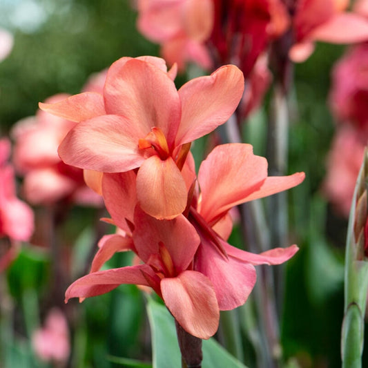 Canna Cannova 'Mango' Perennial Bedding