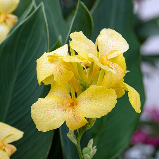Canna Cannova 'Yellow' Perennial Bedding