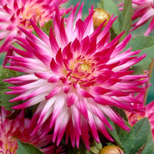 Dahlia 'Dutch Explosion' Perennial Bedding