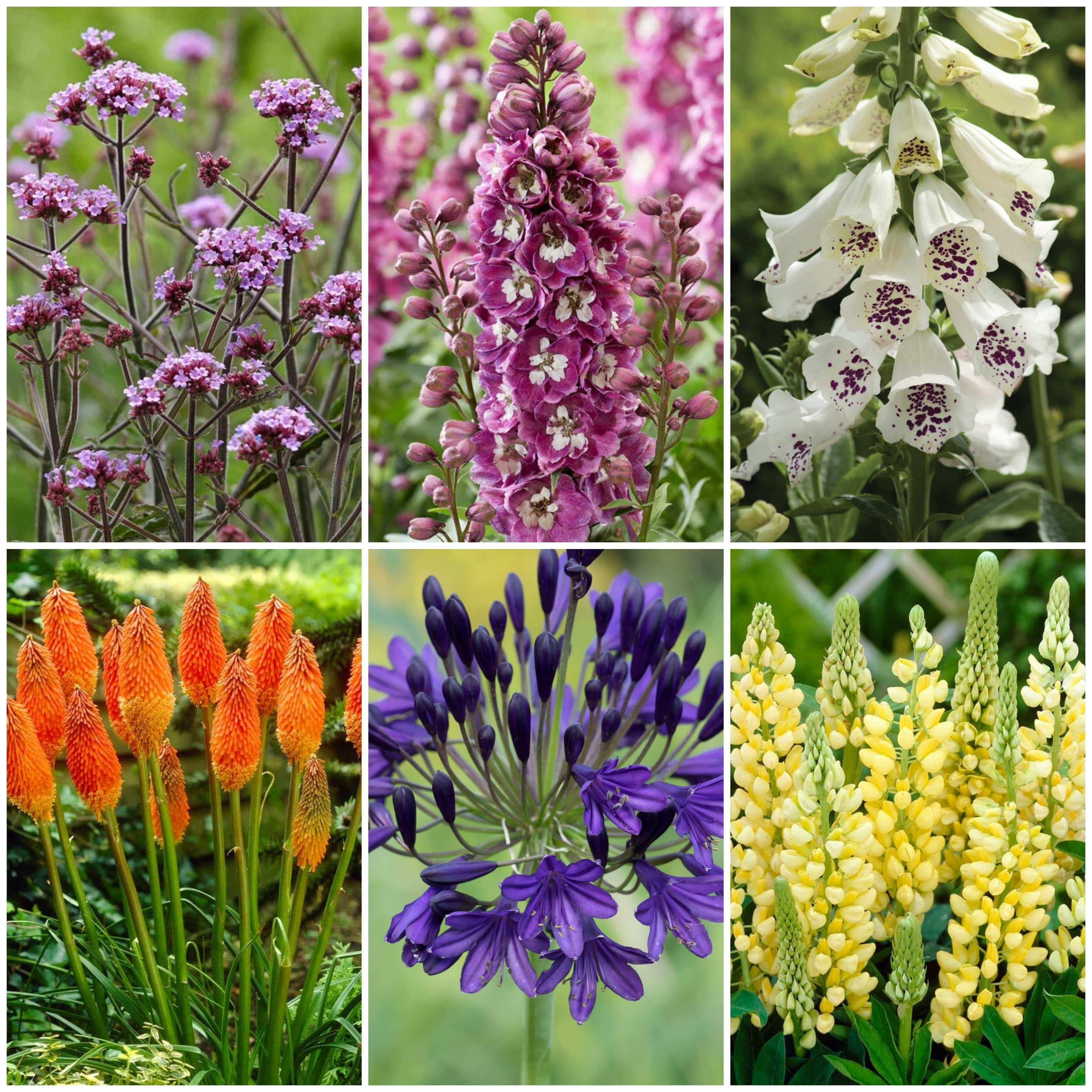 20+ Tall Perennials Best Tall Flowers | Perennials for Colour and Height – Roots Plants