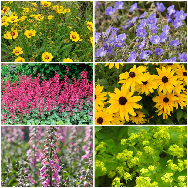 The Meadow Garden l Plants for a Natural Look Perennial Bedding