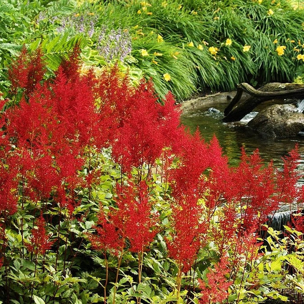 Astilbe Red Pond Plants