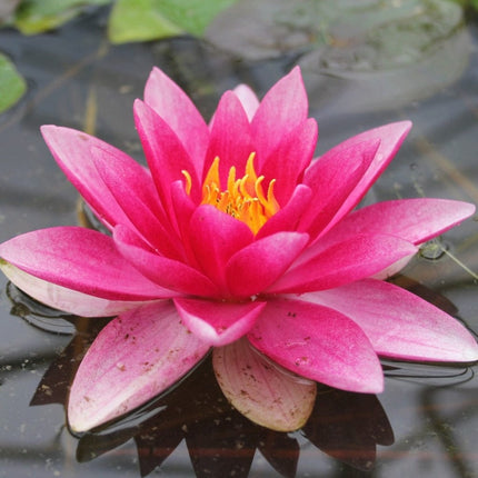 Red Water Lily | Nymphaea Attraction Pond Plants