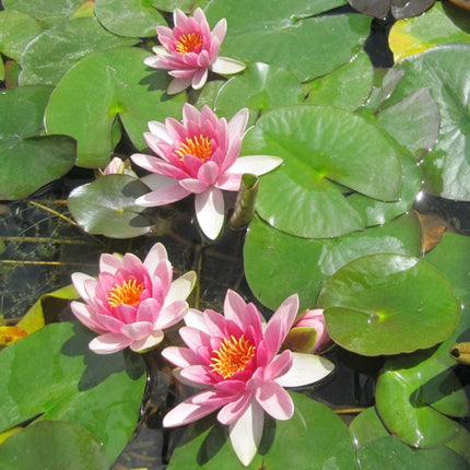 Red Water Lily | Nymphaea Attraction Pond Plants