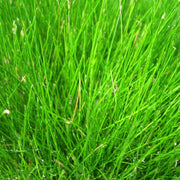 Dwarf Hairgrass| Oxygenating Pond Plants