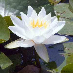 Large Water Lily | Nymphaea Gladstoniana Pond Plants
