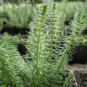 Mare's Tail | Hippuris vulgaris| Oxygenating 1L Pot Pond Plants